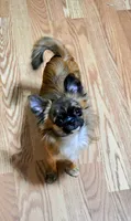 Zoe, a female Chihuahua for sale in Greer, SC – 2 of 3