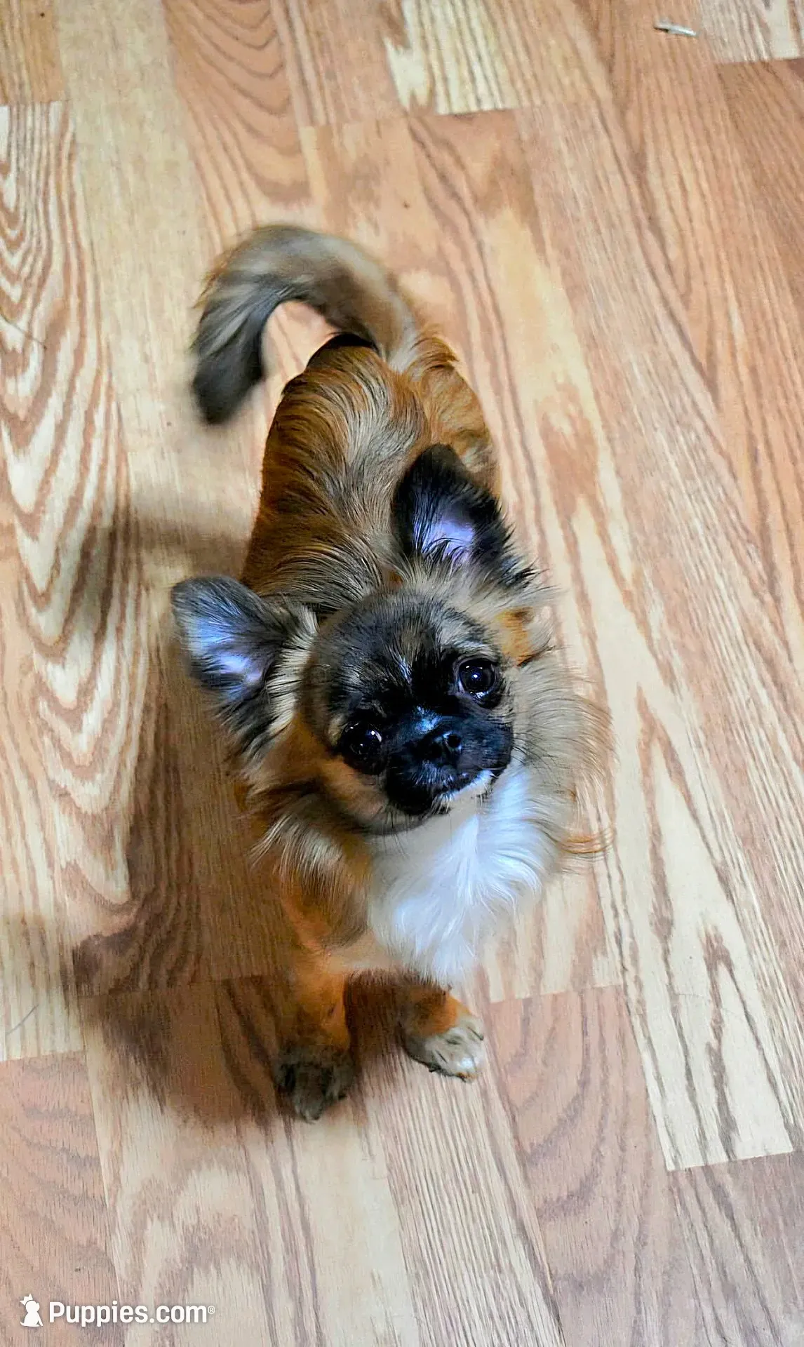 Alice, a female Chihuahua for sale in Greer, SC – 4 of 5