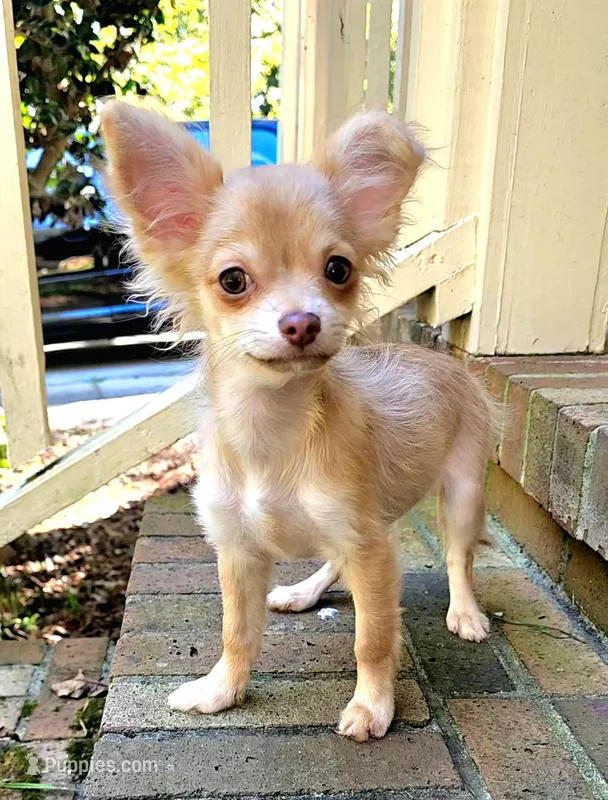 Mando – Chihuahua puppy for sale in Greer, SC