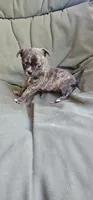 Ryder , a female Chihuahua for sale in Greer, SC – 3 of 5
