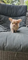 Jane, a female Chihuahua for sale in Greer, SC – 4 of 5