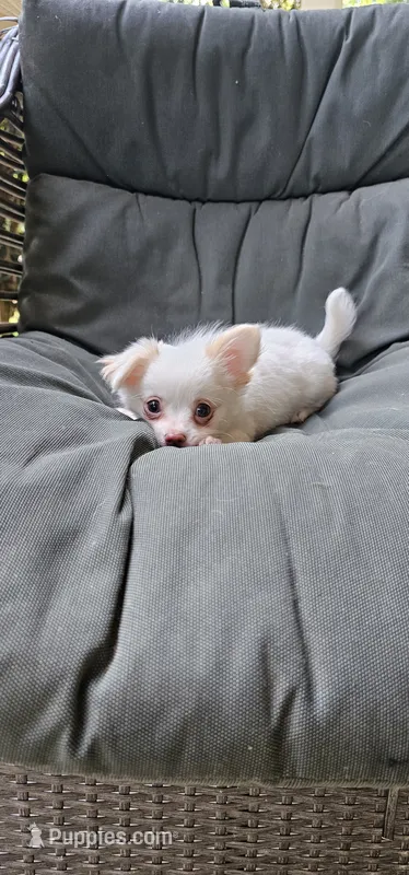Snowball  – Chihuahua puppy for sale in Greer, SC