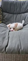 Snowball , a male Chihuahua for sale in Greer, SC – 1 of 4