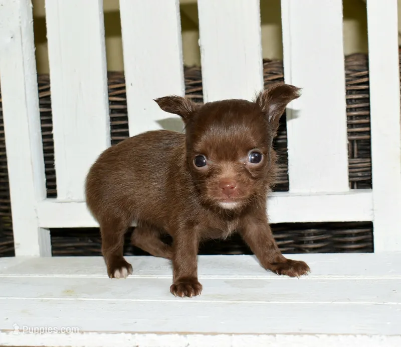 Zoe – Chihuahua puppy for sale in Greer, SC