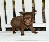 Zoe, a female Chihuahua for sale in Greer, SC – 1 of 3