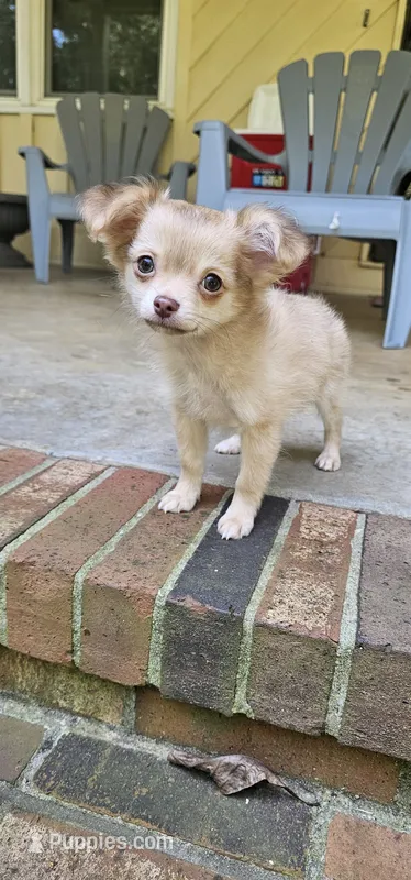 Mando – Chihuahua puppy for sale in Greer, SC