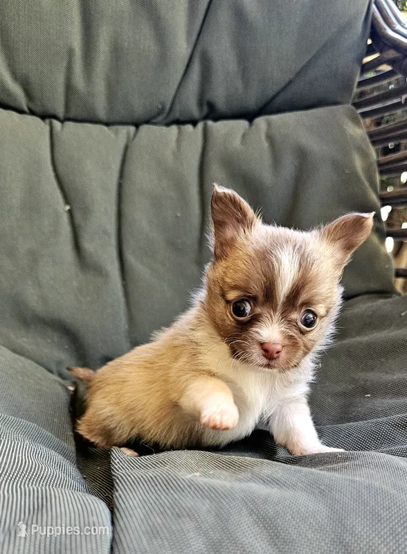 Flynn – Chihuahua puppy for sale in Greer, SC