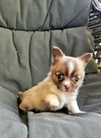Flynn, a male Chihuahua for sale in Greer, SC – 1 of 5