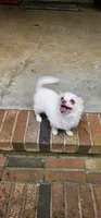 Cosmo, a male Chihuahua for sale in Greer, SC – 4 of 9