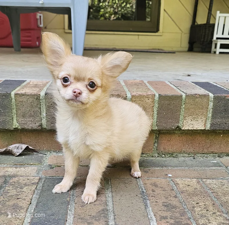 Jane – Chihuahua puppy for sale in Greer, SC