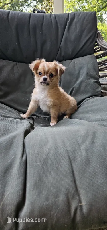 Jacks – Chihuahua puppy for sale in Greer, SC