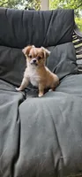 Jacks, a male Chihuahua for sale in Greer, SC – 1 of 6
