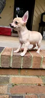 Faye, a female Chihuahua for sale in Greer, SC – 2 of 8