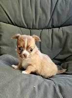 Alice, a female Chihuahua for sale in Greer, SC – 3 of 5