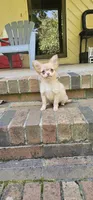 Baby Jane, a female Chihuahua for sale in Greer, SC – 2 of 3