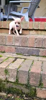 Faye, a female Chihuahua for sale in Greer, SC – 3 of 8