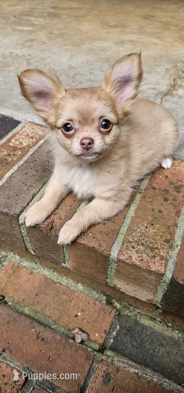 Jane – Chihuahua puppy for sale in Greer, SC