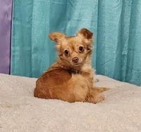Jacks, a male Chihuahua for sale in Greer, SC – 5 of 6