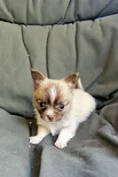 Flynn, a male Chihuahua for sale in Greer, SC – 3 of 5