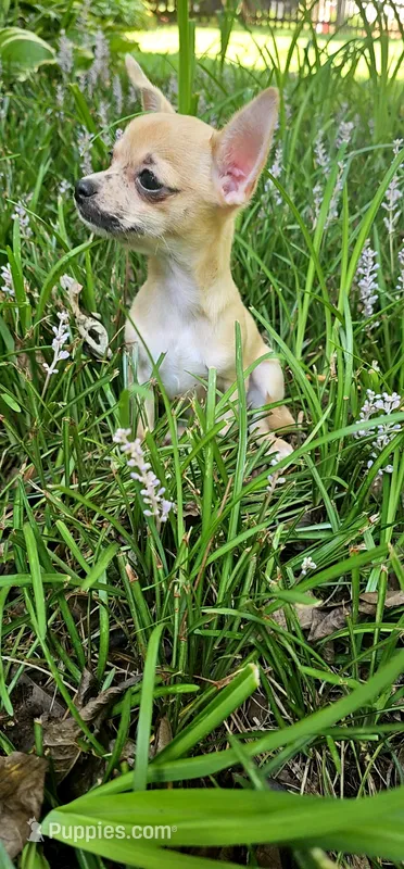Faye – Chihuahua puppy for sale in Greer, SC