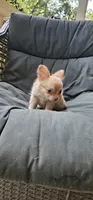 Jane, a female Chihuahua for sale in Greer, SC – 3 of 5