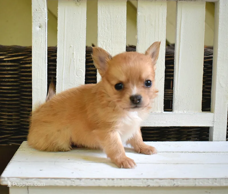 Cooper  – Chihuahua puppy for sale in Greer, SC