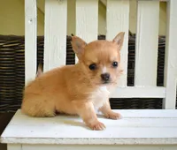 Cooper , a male Chihuahua for sale in Greer, SC – 1 of 2