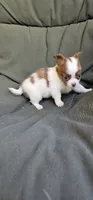 Ariel, a female Chihuahua for sale in Greer, SC – 3 of 5