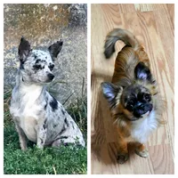 Cooper , a male Chihuahua for sale in Greer, SC – 2 of 2