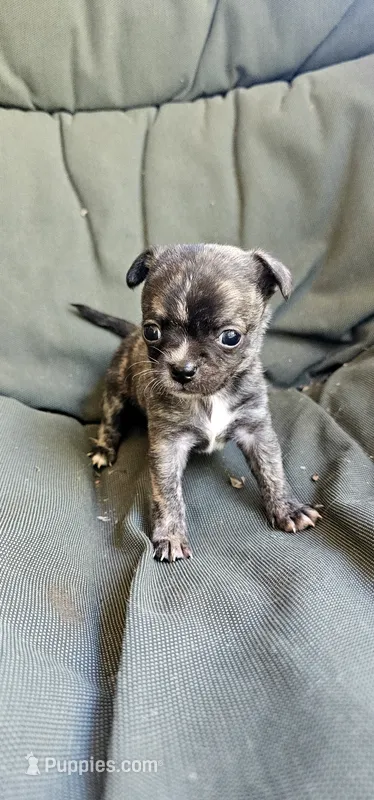 Ryder  – Chihuahua puppy for sale in Greer, SC