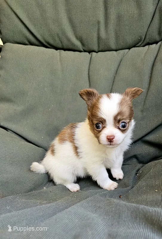 Ariel – Chihuahua puppy for sale in Greer, SC