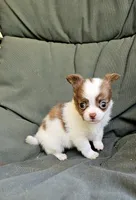 Ariel, a female Chihuahua for sale in Greer, SC – 1 of 5