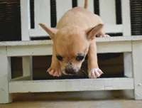 Faye, a female Chihuahua for sale in Greer, SC – 2 of 4