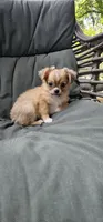 Jacks, a male Chihuahua for sale in Greer, SC – 3 of 6