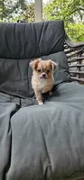 Jacks, a male Chihuahua for sale in Greer, SC – 4 of 6