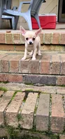 Faye, a female Chihuahua for sale in Greer, SC – 4 of 8