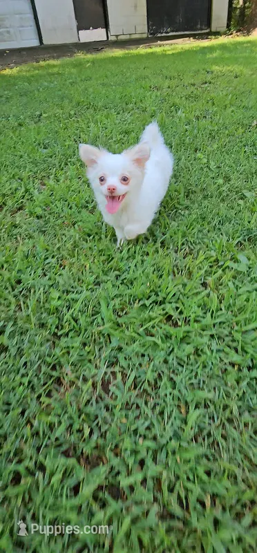 Cosmo – Chihuahua puppy for sale in Greer, SC
