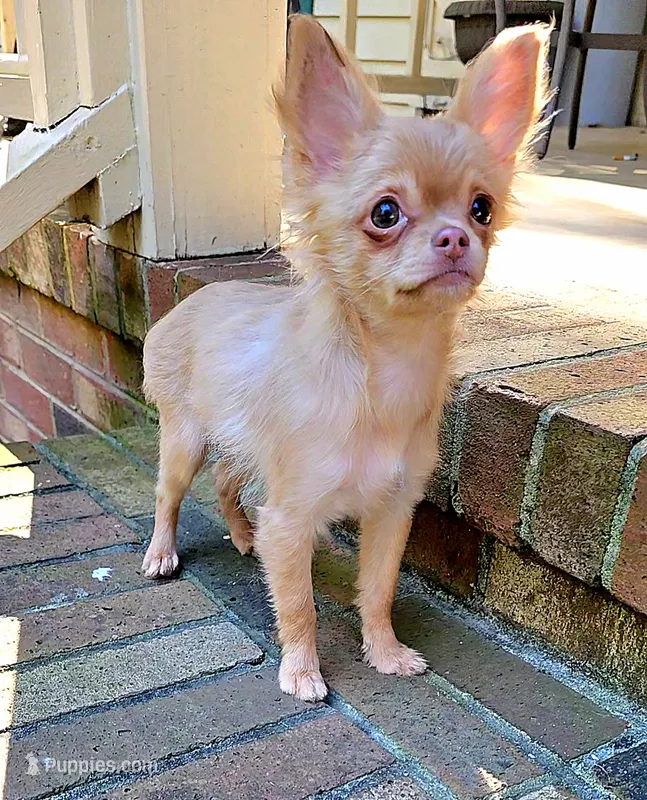 Baby Jane – Chihuahua puppy for sale in Greer, SC