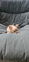 Jane, a female Chihuahua for sale in Greer, SC – 5 of 5