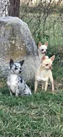Zoe, a female Chihuahua for sale in Greer, SC – 3 of 3