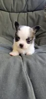 Remy, a female Chihuahua for sale in Greer, SC – 2 of 6
