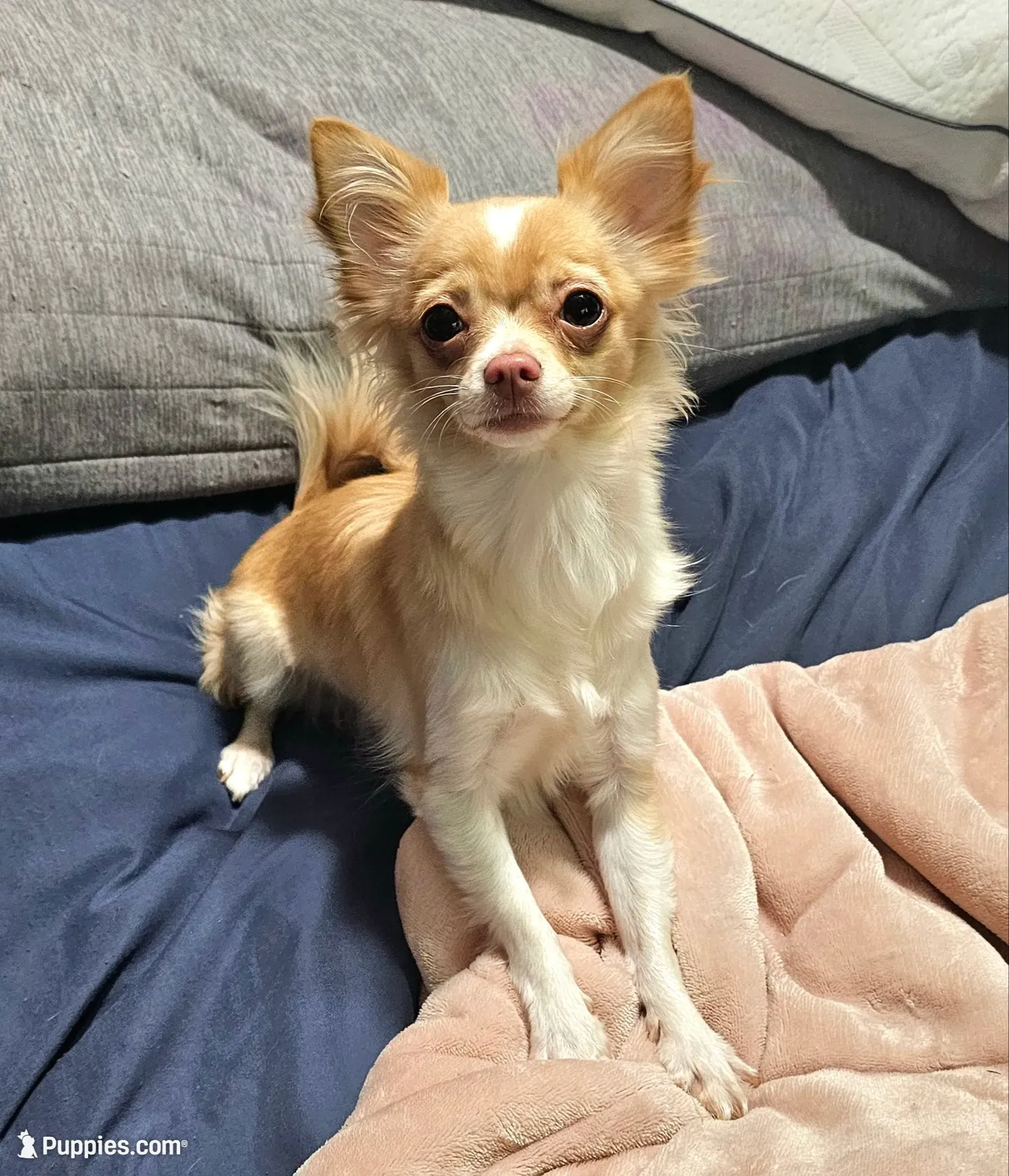 Alice, a female Chihuahua for sale in Greer, SC – 5 of 5