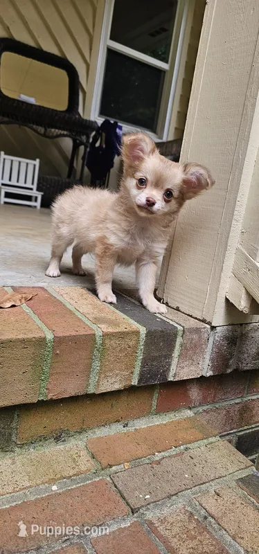 Mando – Chihuahua puppy for sale in Greer, SC