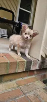 Mando, a male Chihuahua for sale in Greer, SC – 2 of 10