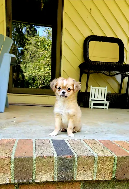 Jacks – Chihuahua puppy for sale in Greer, SC