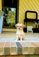 Jacks, a male Chihuahua for sale in Greer, SC – 1 of 9