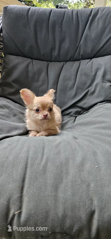 Jane – Chihuahua puppy for sale in Greer, SC