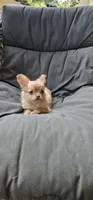 Jane, a female Chihuahua for sale in Greer, SC – 1 of 5