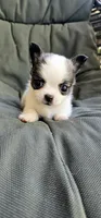 Remy, a female Chihuahua for sale in Greer, SC – 3 of 6