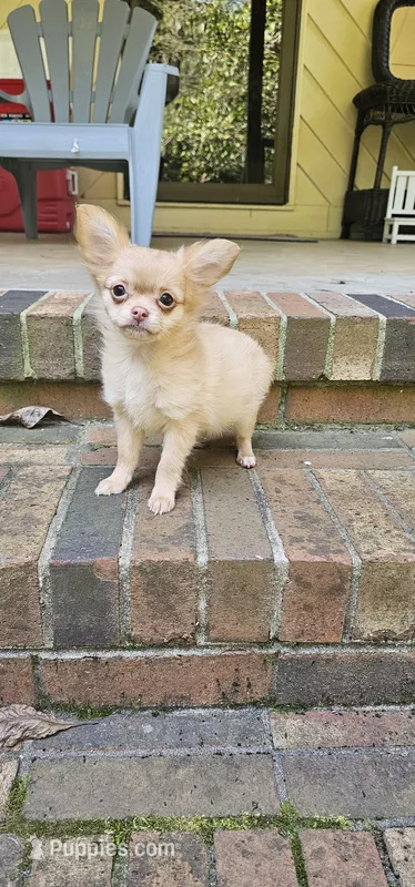 Jane – Chihuahua puppy for sale in Greer, SC